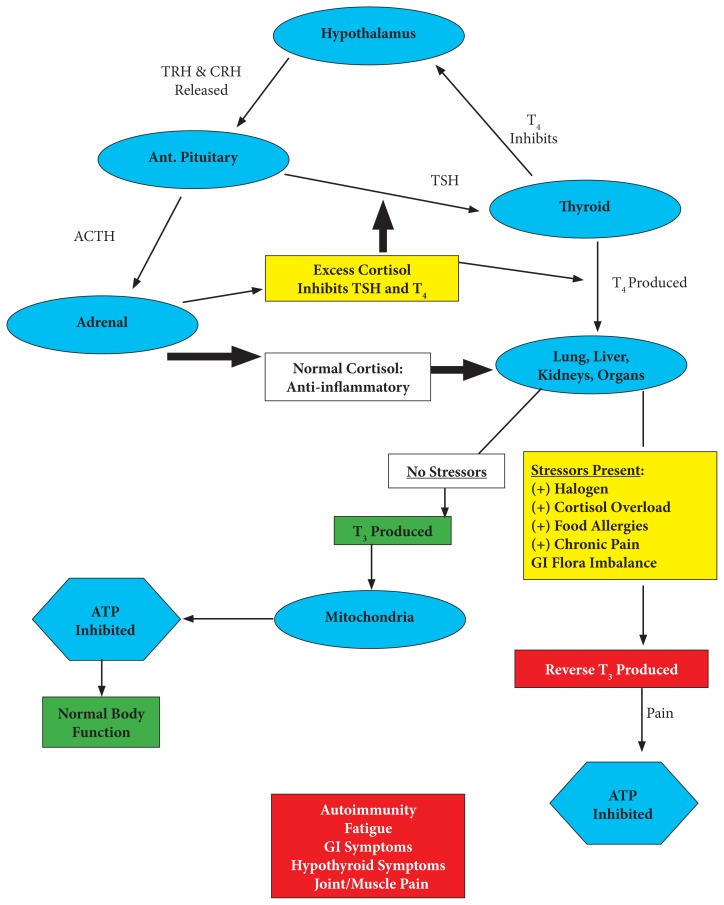 The interactions between the stress response (HPA) axis and the thyroid (HPT) axis