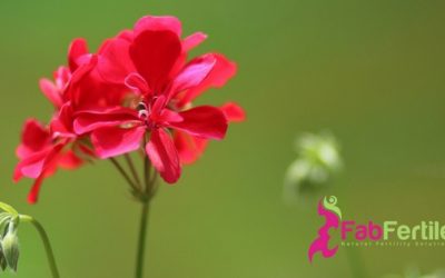 Fertility Essential Oils: Geranium
