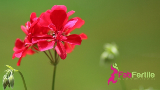 Fertility Essential Oils: Geranium