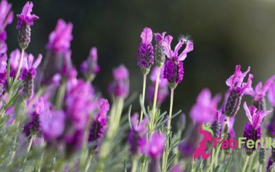Fertility Essential Oils: Lavender