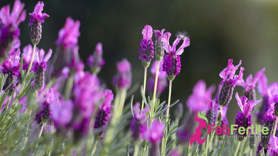 Fertility Essential Oils: Lavender