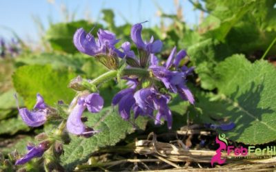 Fertility Essential Oils:  Clary Sage