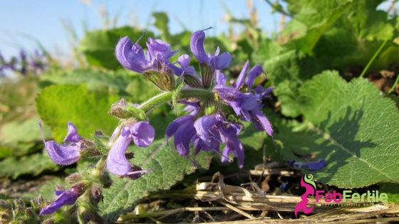 Fertility Essential Oils:  Clary Sage