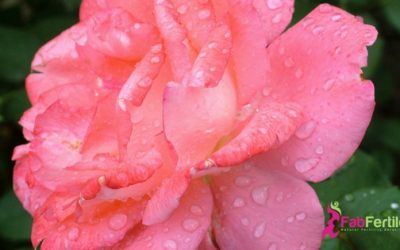 Fertility Essential Oils: Rose