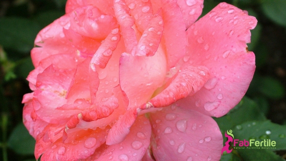 Fertility Essential Oils: Rose