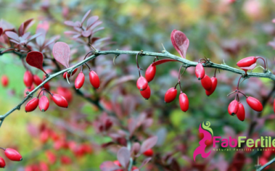 Berberine or Metformin:  Which is the better choice for PCOS?
