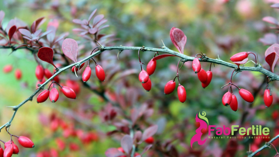 Berberine or Metformin:  Which is the better choice for PCOS?
