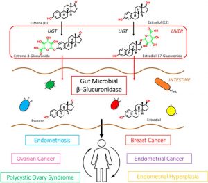 Estrobolome - How gut bacteria modulates estrogens