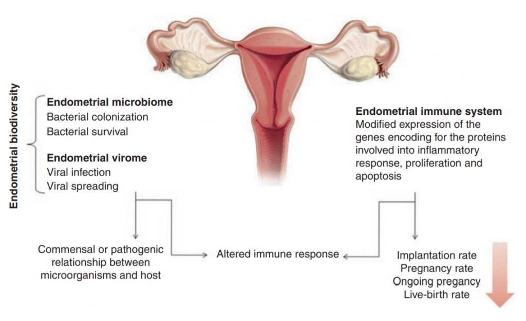 How reproductive tract microbiome influences fertility and live birth rates